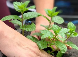 Shopping em SP cria horta com o uso de resíduos da praça de alimentação