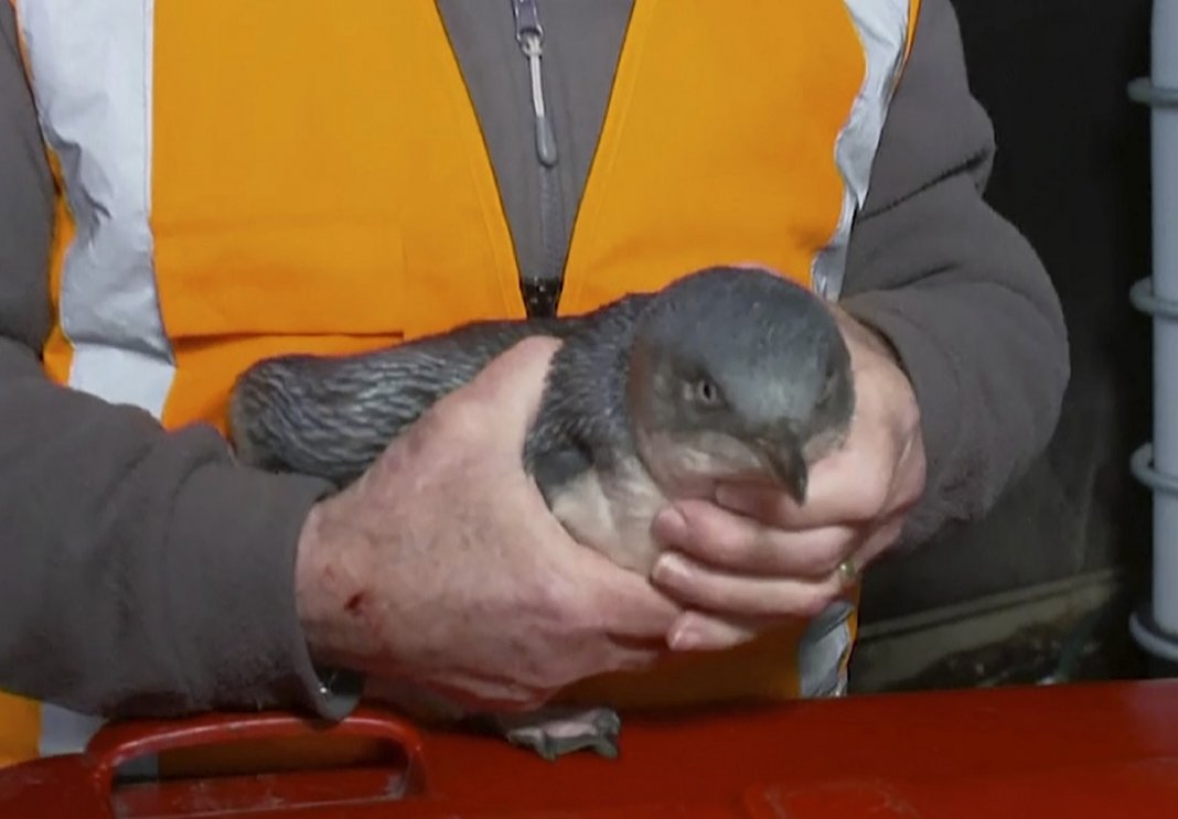 Após assaltarem restaurante japonês na Nova Zelândia pinguins são detidos