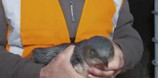 Após assaltarem restaurante japonês na Nova Zelândia pinguins são detidos