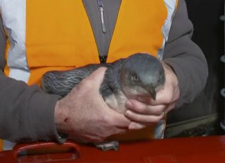 Após assaltarem restaurante japonês na Nova Zelândia pinguins são detidos