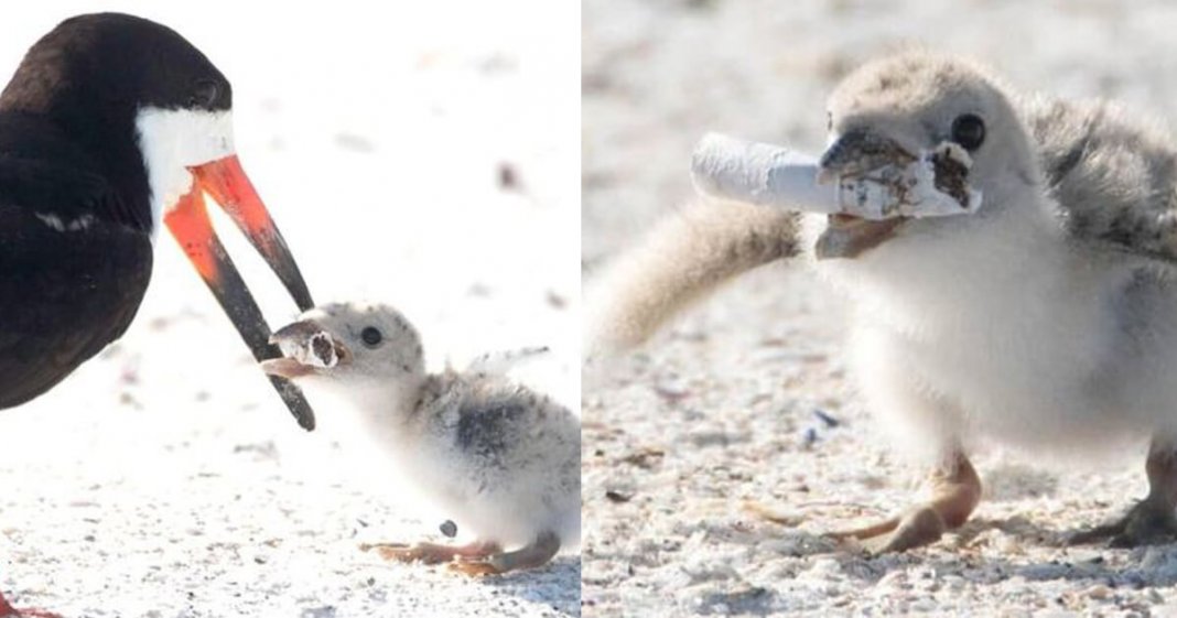 Foto registra ave alimentando filhote com cigarro