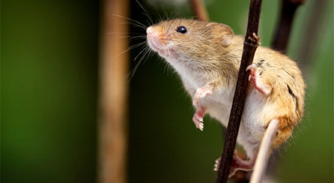 Aqui estão 15 fotos de ratos de colheita vivendo sua vida por Dean Mason
