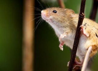 Aqui estão 15 fotos de ratos de colheita vivendo sua vida por Dean Mason
