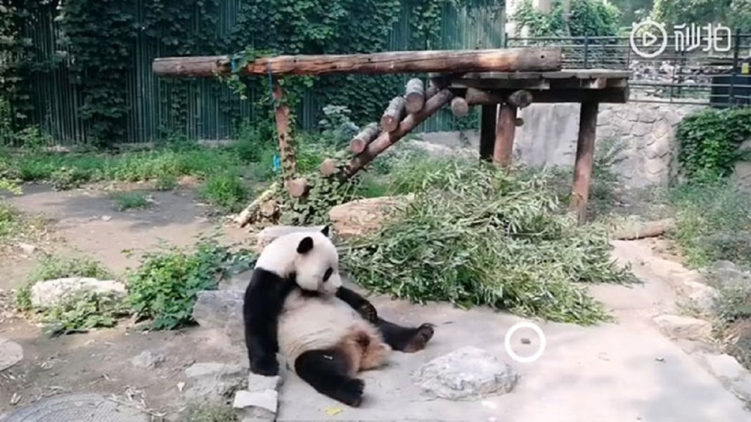 Turistas atiram pedras em Panda por estarem entediados e ela dormindo