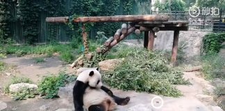 Turistas atiram pedras em Panda por estarem entediados e ela dormindo