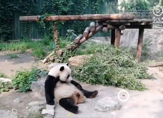 Turistas atiram pedras em Panda por estarem entediados e ela dormindo