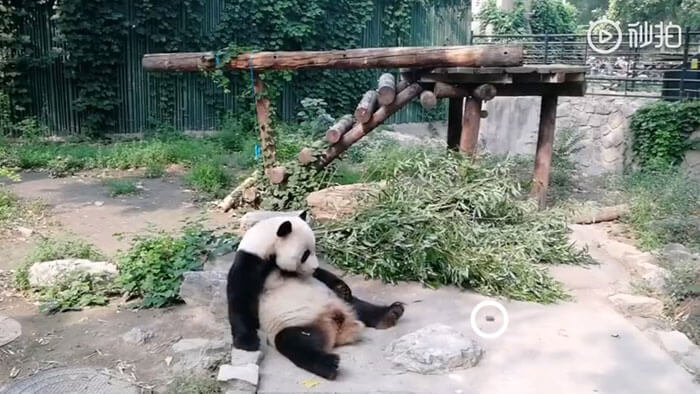 revistacarpediem.com - Turistas atiram pedras em Panda por estarem entediados e ela dormindo