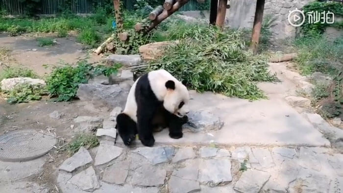 revistacarpediem.com - Turistas atiram pedras em Panda por estarem entediados e ela dormindo