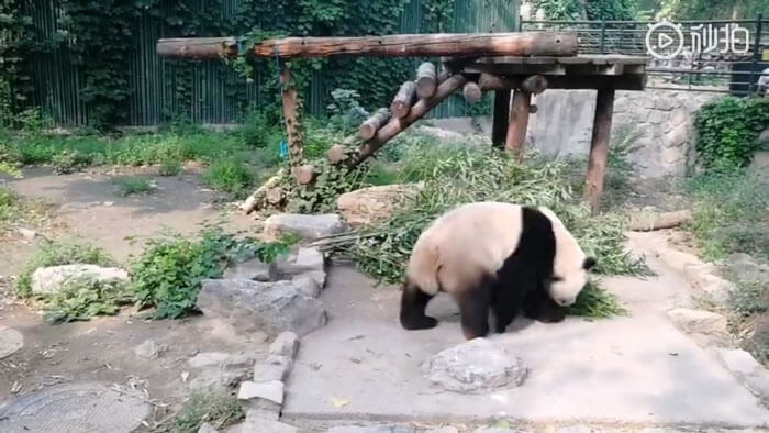 revistacarpediem.com - Turistas atiram pedras em Panda por estarem entediados e ela dormindo