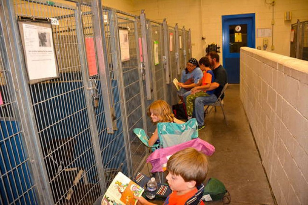 As pessoas deixaram de comemorar o 4 de Julho nos Estados Unidos para confortar animais em abrigos