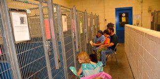 As pessoas deixaram de comemorar o 4 de Julho nos Estados Unidos para confortar animais em abrigos