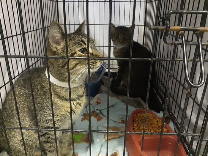 revistacarpediem.com - O Departamento Policial de Indiana permite que pessoas paguem suas multas com ração para gatos