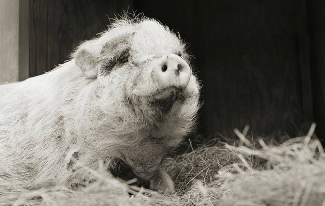 Retratos de animais de fazenda resgatados autorizados a envelhecer