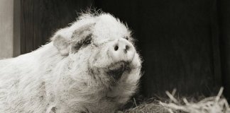 Retratos de animais de fazenda resgatados autorizados a envelhecer