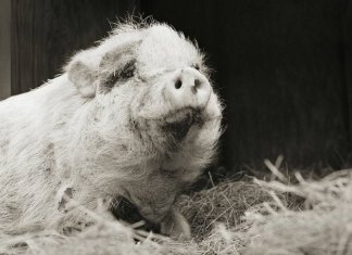 Retratos de animais de fazenda resgatados autorizados a envelhecer