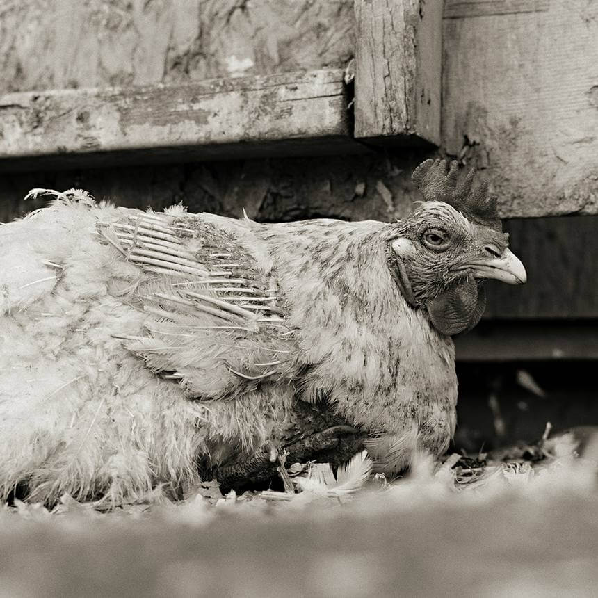 revistacarpediem.com - Retratos de animais de fazenda resgatados autorizados a envelhecer