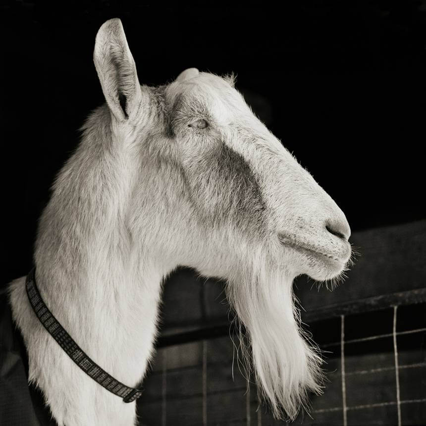 revistacarpediem.com - Retratos de animais de fazenda resgatados autorizados a envelhecer