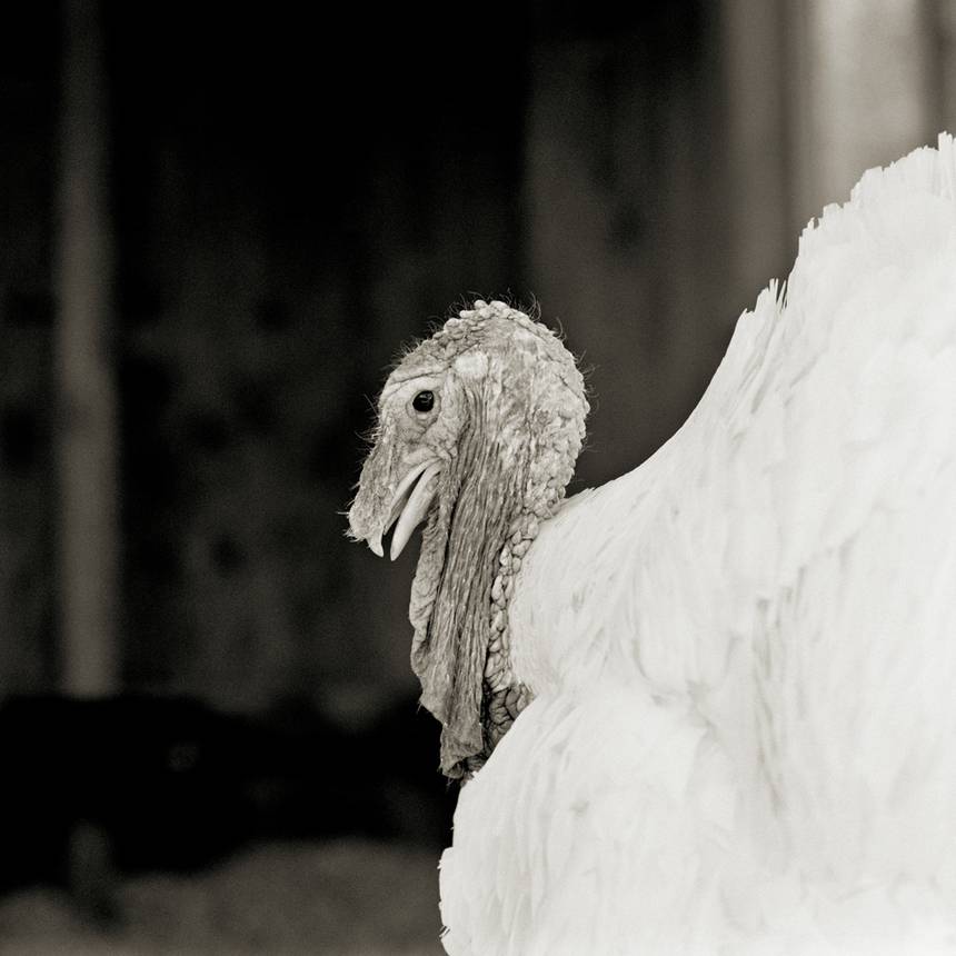 revistacarpediem.com - Retratos de animais de fazenda resgatados autorizados a envelhecer