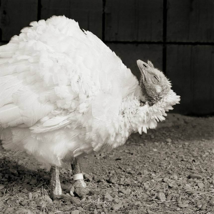 revistacarpediem.com - Retratos de animais de fazenda resgatados autorizados a envelhecer