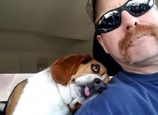 Homem resgata um Beagle de ser sacrificado em um abrigo, o cão não pode conter sua gratidão, abraça seu salvador