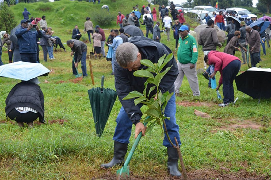 Etiópia quebra recorde mundial plantando 350 milhões de mudas em 12 horas