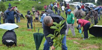 Etiópia quebra recorde mundial plantando 350 milhões de mudas em 12 horas