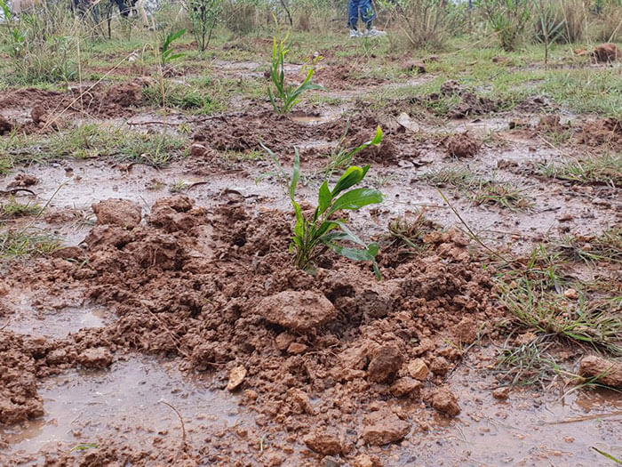 revistacarpediem.com - Etiópia quebra recorde mundial plantando 350 milhões de mudas em 12 horas