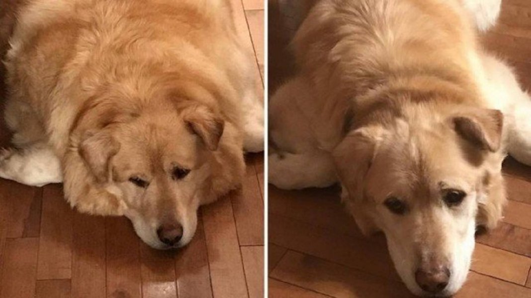 Dono de cão obeso pede para que ele seja sacrificado mas veterinário decide salvar sua vida