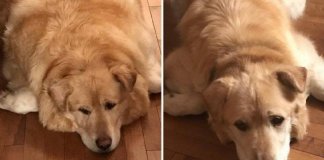 Dono de cão obeso pede para que ele seja sacrificado mas veterinário decide salvar sua vida