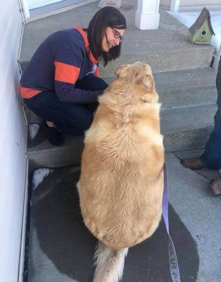 revistacarpediem.com - Dono de cão obeso pede para que ele seja sacrificado mas veterinário decide salvar sua vida