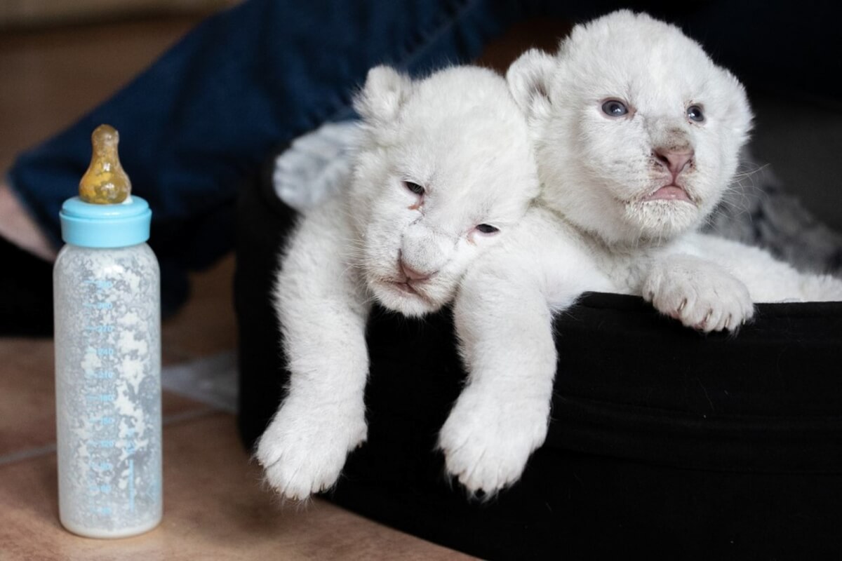 revistacarpediem.com - Raros leões albinos nascem em santuário de proteção animal na França