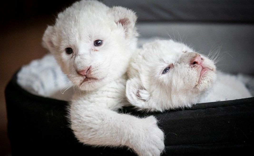 Raros leões albinos nascem em santuário de proteção animal na França