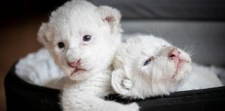 Raros leões albinos nascem em santuário de proteção animal na França