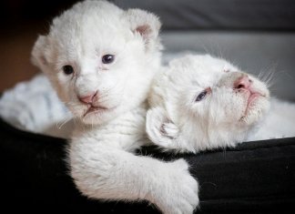 Raros leões albinos nascem em santuário de proteção animal na França