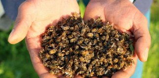 500 milhões de abelhas morrem no Brasil em três meses e a nossa alimentação está em perigo