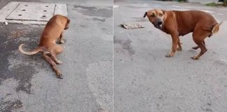 Cãozinho finge ter pata quebrada pra ganhar carinho e comida nas ruas