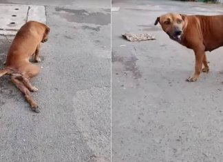 Cãozinho finge ter pata quebrada pra ganhar carinho e comida nas ruas