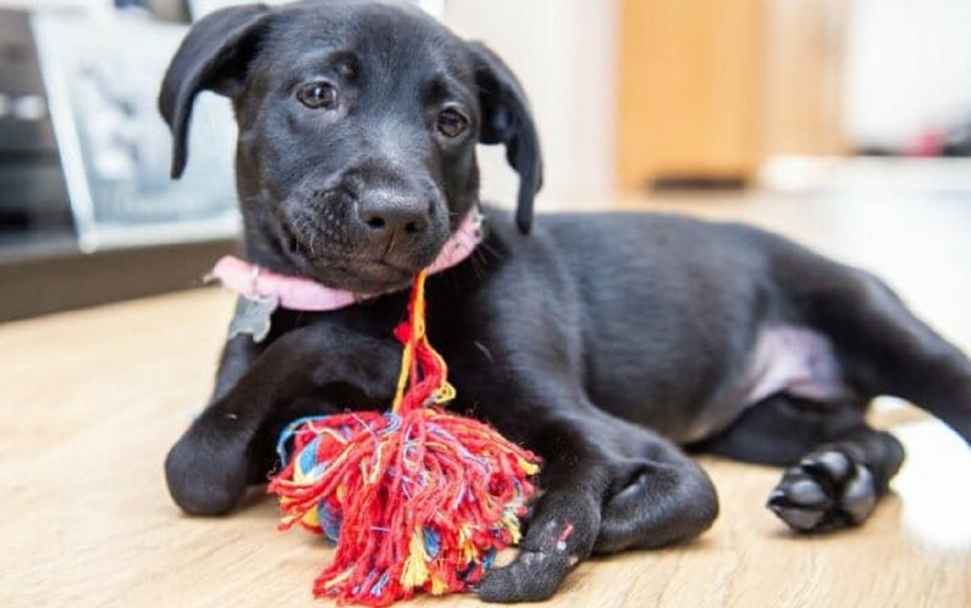 Filhote que foi abandonada por ter nascido com 6 patas é adotada e ganha nome fofo