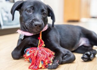 Filhote que foi abandonada por ter nascido com 6 patas é adotada e ganha nome fofo