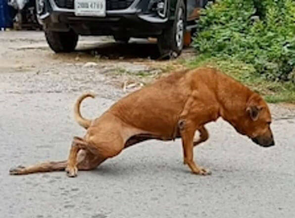 revistacarpediem.com - Cãozinho finge ter pata quebrada pra ganhar carinho e comida nas ruas