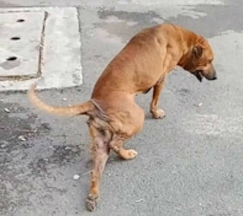 cao gae finge perna quebrada atencao tailandia 28082019153928347 - Cãozinho finge ter pata quebrada pra ganhar carinho e comida nas ruas