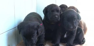 Filhotes de cadela que ajudou no desastre de Mariana são o novo reforço dos Bombeiros de MG