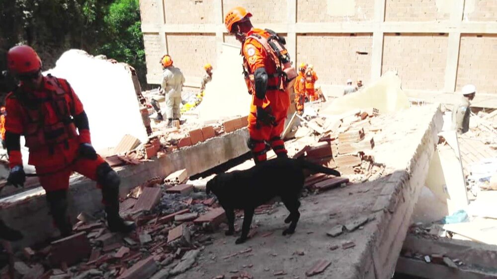 revistacarpediem.com - Filhotes de cadela que ajudou no desastre de Mariana são o novo reforço dos Bombeiros de MG