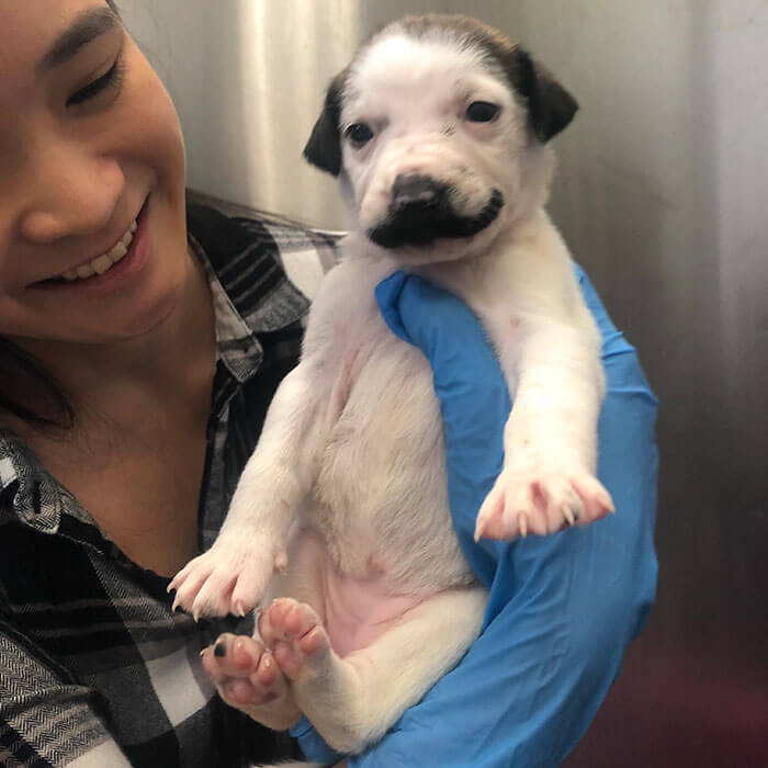 revistacarpediem.com - Conheça Salvador Dolly, o cãozinho mais fofo com bigode