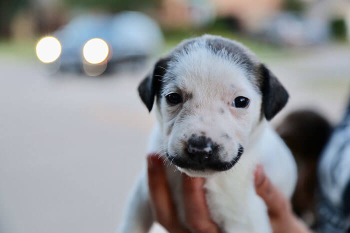 revistacarpediem.com - Conheça Salvador Dolly, o cãozinho mais fofo com bigode