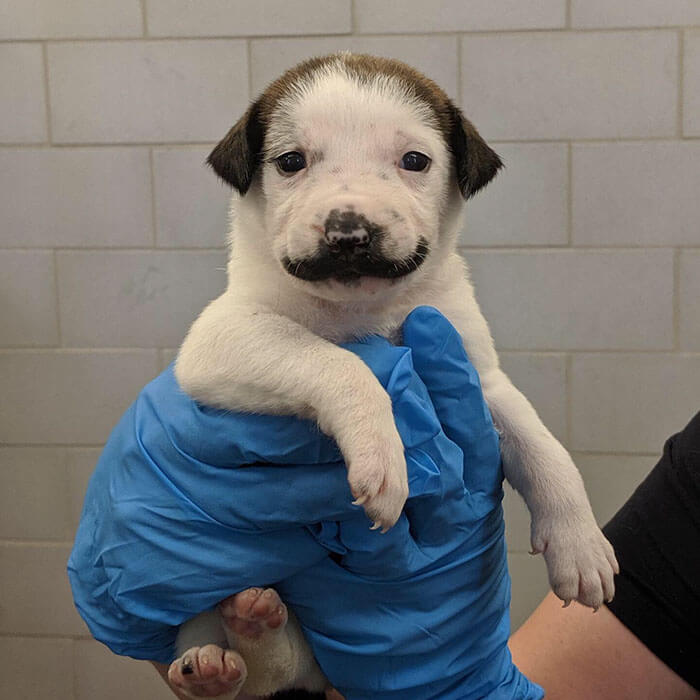 revistacarpediem.com - Conheça Salvador Dolly, o cãozinho mais fofo com bigode