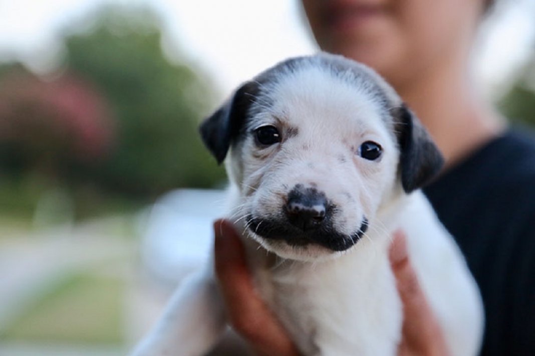 Conheça Salvador Dolly, o cãozinho mais fofo com bigode