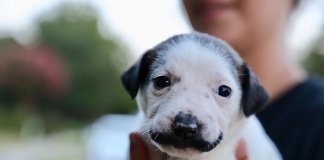 Conheça Salvador Dolly, o cãozinho mais fofo com bigode