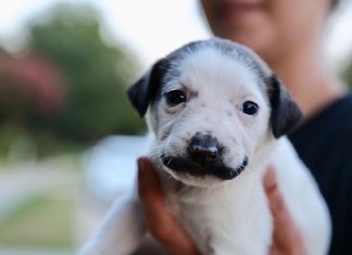Conheça Salvador Dolly, o cãozinho mais fofo com bigode