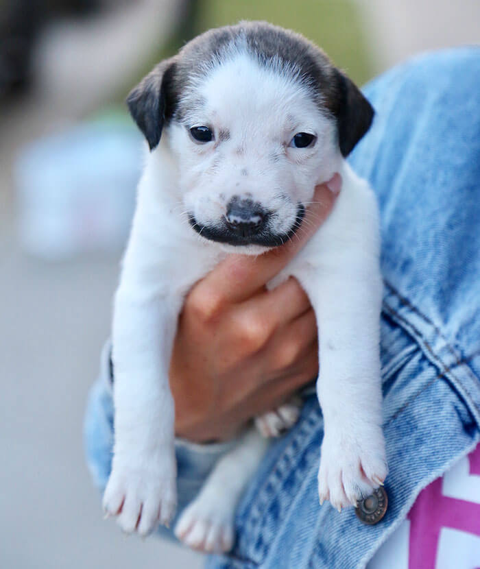 revistacarpediem.com - Conheça Salvador Dolly, o cãozinho mais fofo com bigode